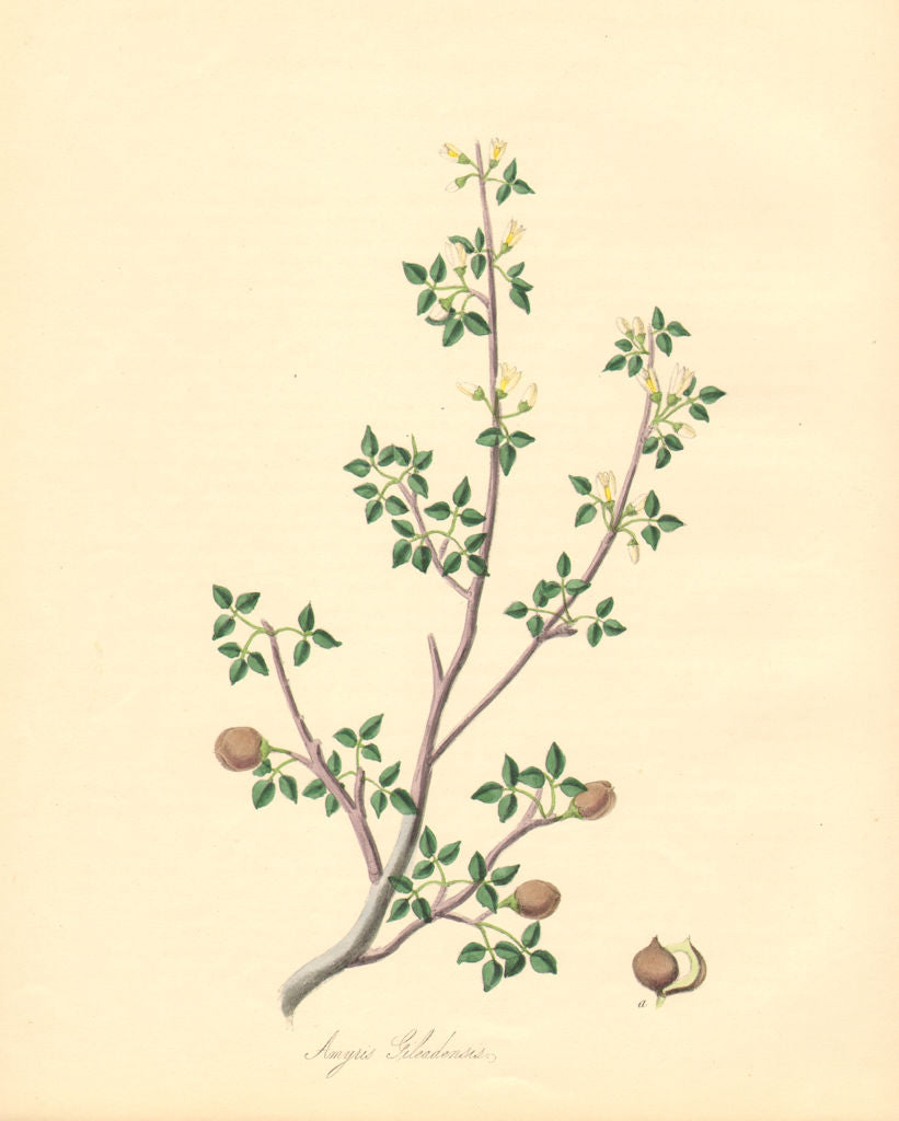 PLANTAE UTILIORES. Balsam of Gilead Tree (Amyris Gileadensis). BURNETT 1842